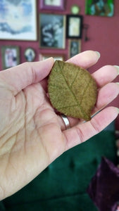 barrette feuille verte d'automne