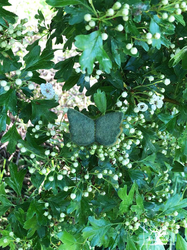 tiny broche papillon vert jade (teinture végétale)