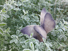 Charger l&#39;image dans la galerie, broche papillon en feutre violet fâné (teinture végétale)